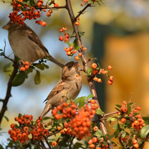 sparrow eating fruit